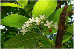 Holarrhena pubescens